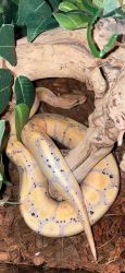 Speckled Banana ball python