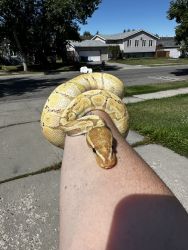Banana-morph Ball Python