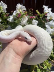 White ivory ball python