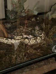 Ghost. He’s a friendly year and 3month old Ball python.