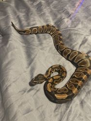 Male Ball python