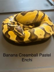 Banana Cremeball Pastel Enchi Ball Python