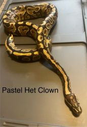 Pastel Het Clown Ball Python