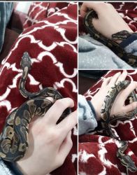 Ball Python with Food, Fixtures and Equipments