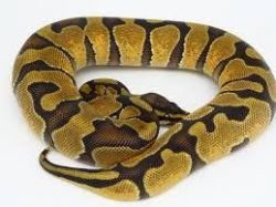 Enchi Ball python