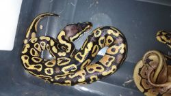 Baby female pastel ball python