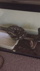 2 ball pythons for sale male / female