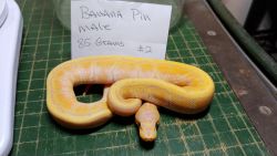 Banana pinstripe male hatchling