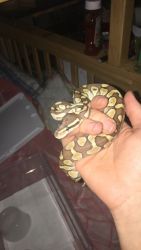 Rehoming 3 Ball Pythons