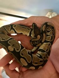 2 year old ball python for sale