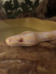 Albino Ball Python with Everything Included