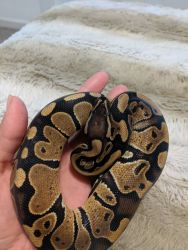 Ball python for sale with tank and everything you need