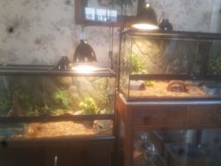 Ball Pythons and Terrariums For Sale