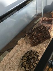 Ball python with cage and heat lamp
