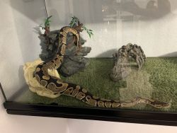 Female Ball Python, with Enclosure