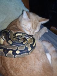 Daisy, python