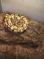Pastel Ball Python