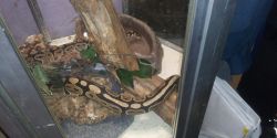 Adult ball python approx. 7 years old