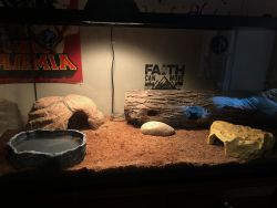 Ball python (40 gallon tank & all supplies)