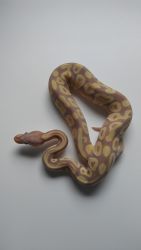 Banana Mojave Het Ghost Ball Python