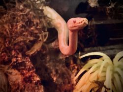 Baby albino ball python