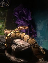 Female Fire Ball Python 1 1/2 years old comes with everything