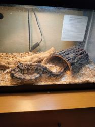 2yr old ball python and tank included