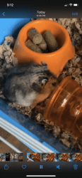 Male hamsters