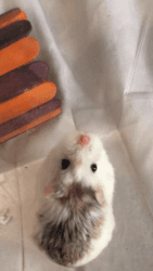 Female robo dwarf hamster