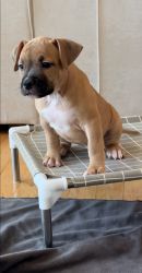 Bandog puppy “Dora”