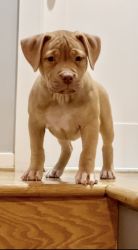 Bandog puppy “Pretty Red”