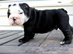 Poe - English Bulldog Puppy For Sale