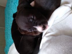 Pitbull mix pups for new pet owners