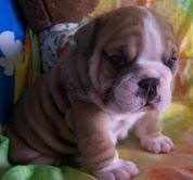 male and female french and english bulldog puppies