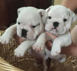 Akc registered English Bulldog puppies available for sale