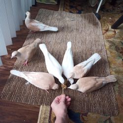 Pet Ringneck Doves- Young, Tame & Healthy -White & Tangerine