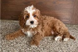 adorable barbet puppies for sale
