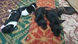 5 mixed breed puppies for adoption