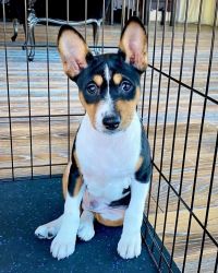 Top Quality Basenji Pups Available