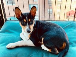 Remarkable Basenji Puppies Available.