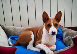 Adorable Basenji Puppies Available