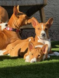 Basenji Puppies looking for home!!!!!!!!