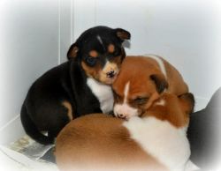 Registered Basenji Male Puppies
