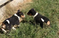 Basenji Puppies For Good Home (xxx) xxx-xxx0