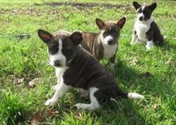 Healthy Basenji puppies available for sale
