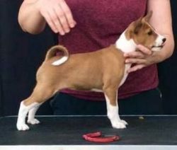 Basenji Puppies For Sale Puppies