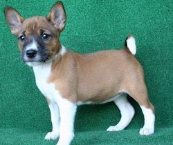Basenji Puppies for adoption