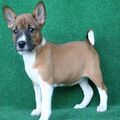 Basenji puppies available for good home