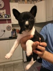 Basenji Puppies For Sale.