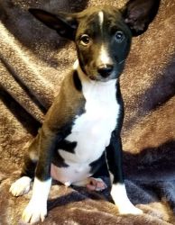 Available Basenji Puppies for sale